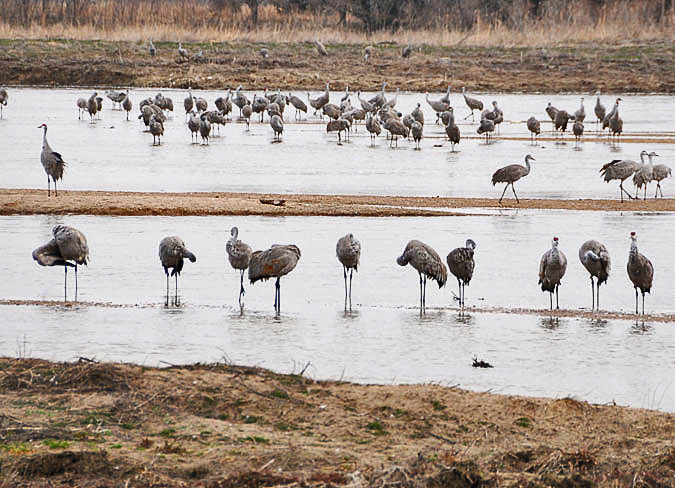 Sandhill Cranes