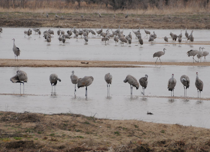Sandhill Cranes