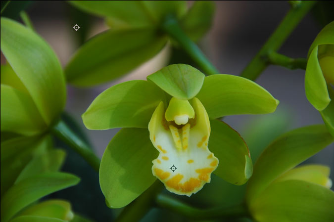 Underexposed Flower